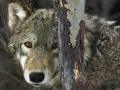 Loup 015